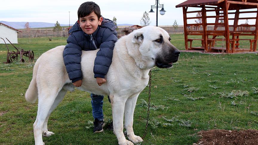 Kangal Kopegi